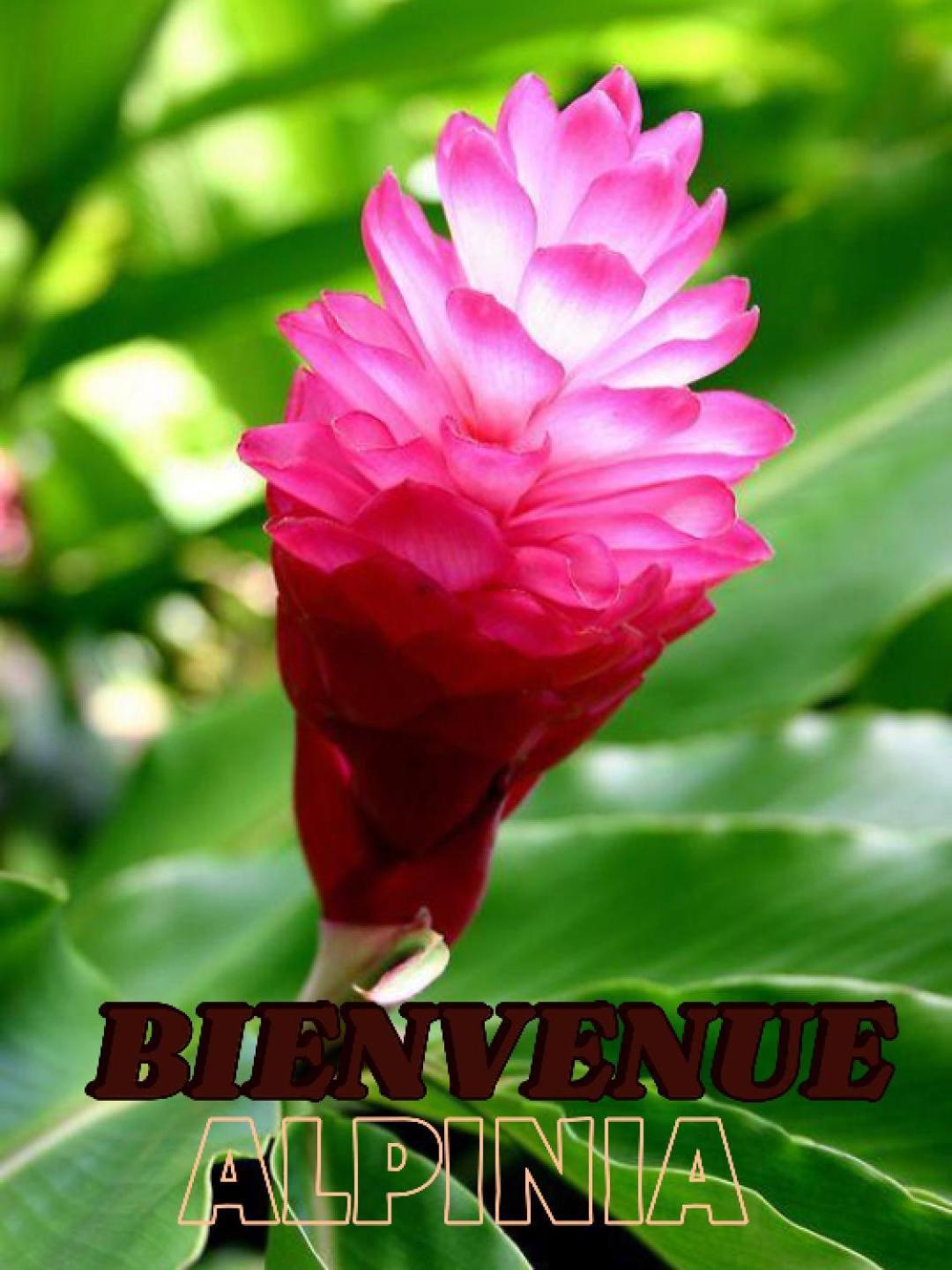 Alpinia Apartment Sainte-Anne Luaran gambar